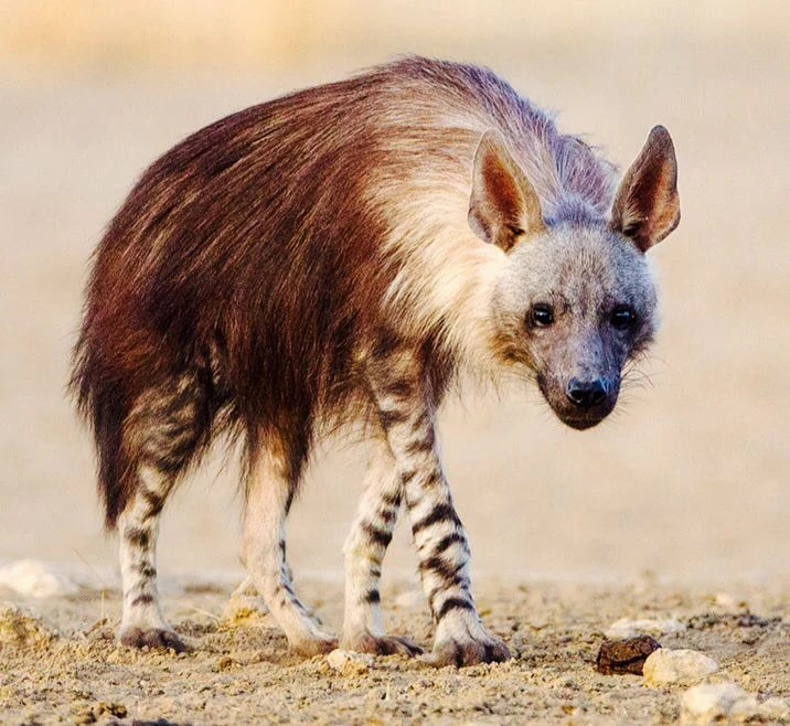 photo of a brown hyena